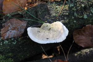 Trametes hirsuta (1000 x 667)5